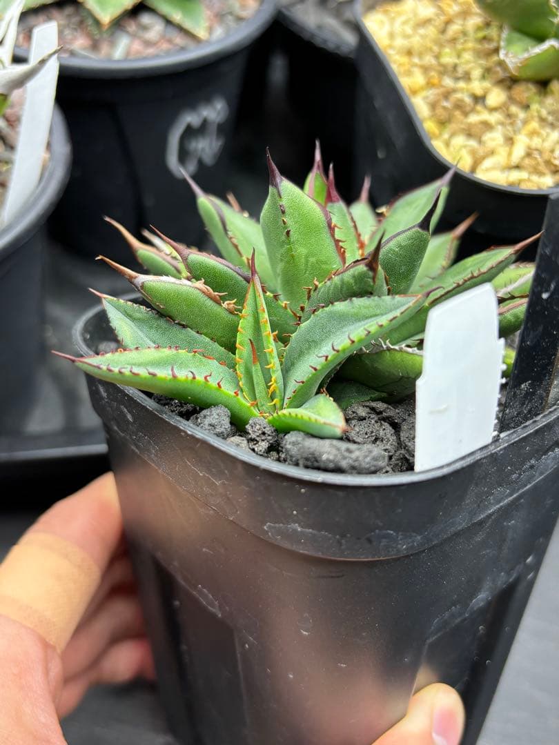 M*N様 アガベ ハイブリッド 紫屈×笹之雪