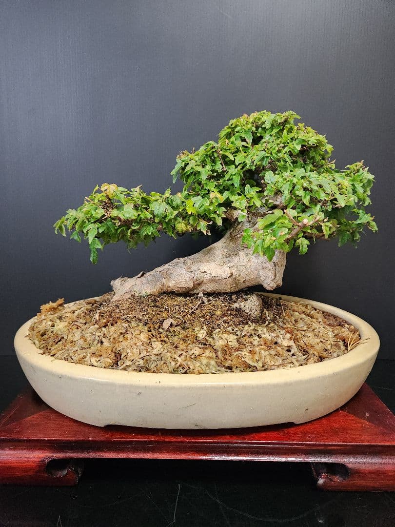楓 かえで カエデ 楓盆栽 かえで盆栽 小品盆栽 紅葉小葉性黎鳳