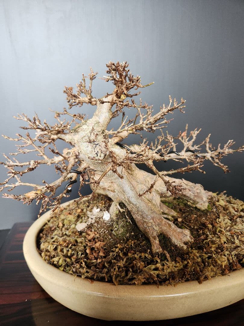 楓 かえで カエデ 楓盆栽 かえで盆栽 小品盆栽 紅葉小葉性黎鳳