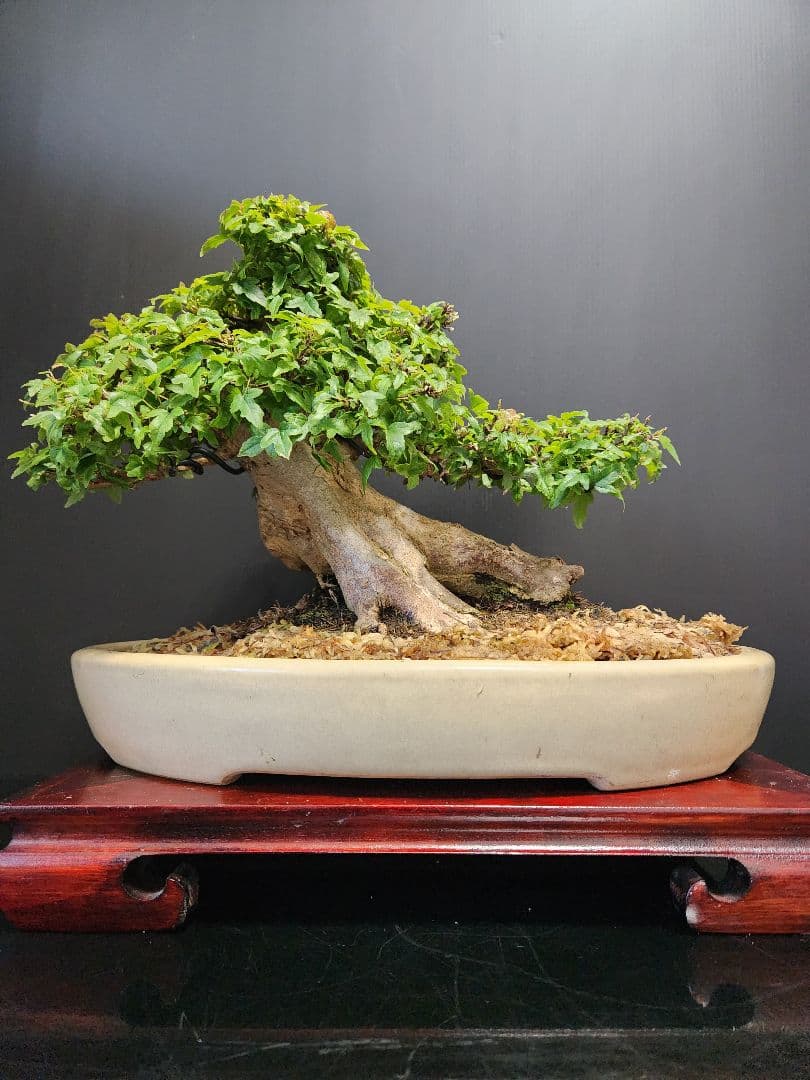 楓 かえで カエデ 楓盆栽 かえで盆栽 小品盆栽 紅葉小葉性黎鳳