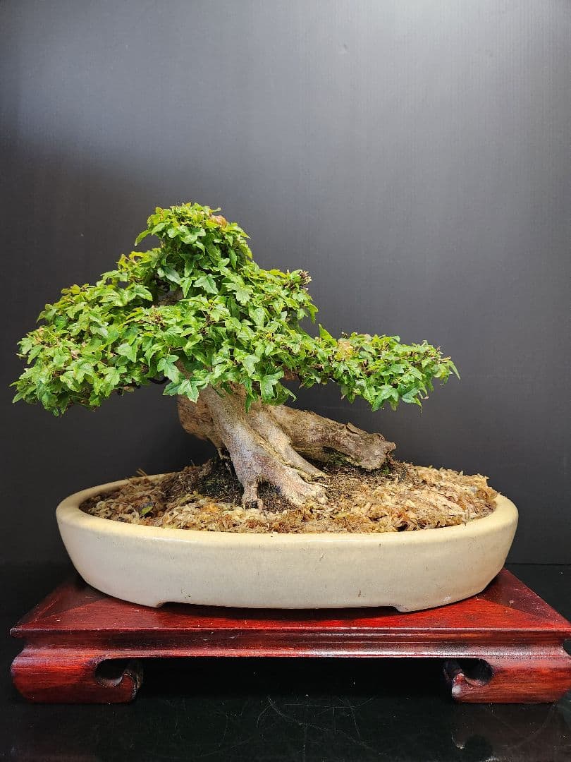 楓 かえで カエデ 楓盆栽 かえで盆栽 小品盆栽 紅葉小葉性黎鳳