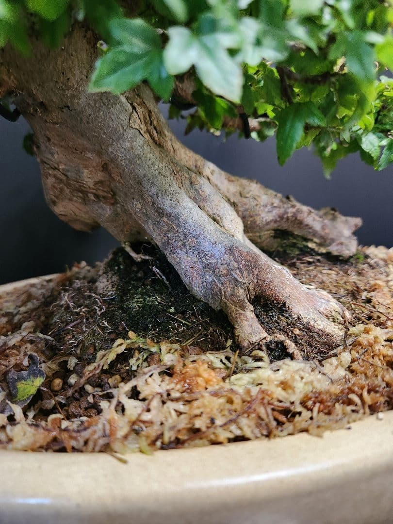 楓 かえで カエデ 楓盆栽 かえで盆栽 小品盆栽 紅葉小葉性黎鳳