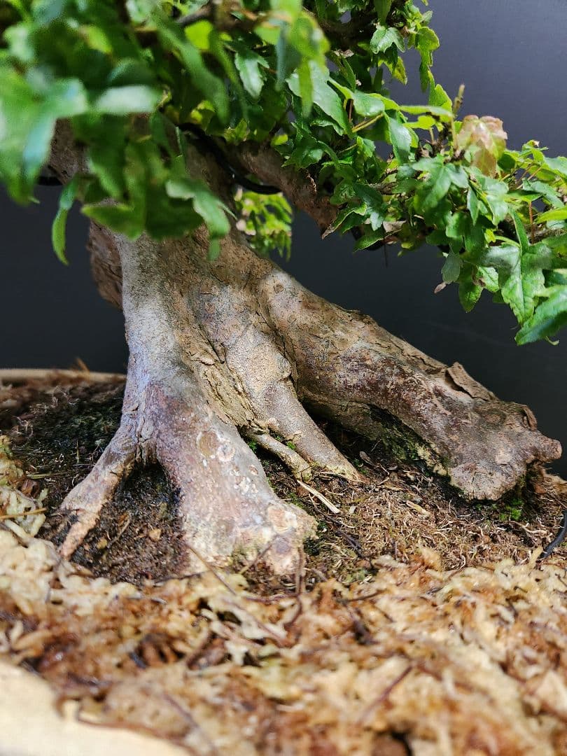 楓 かえで カエデ 楓盆栽 かえで盆栽 小品盆栽 紅葉小葉性黎鳳