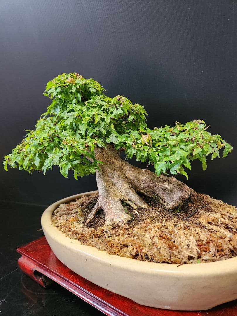 楓 かえで カエデ 楓盆栽 かえで盆栽 小品盆栽 紅葉小葉性黎鳳