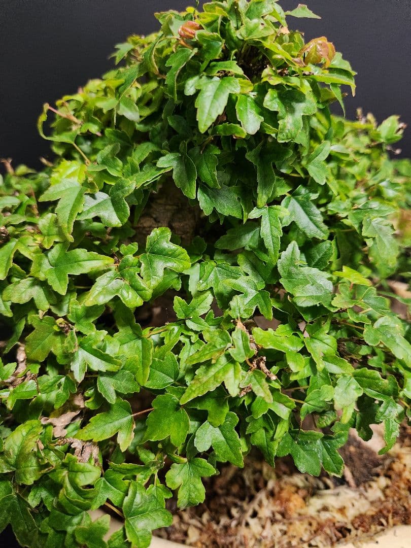 楓 かえで カエデ 楓盆栽 かえで盆栽 小品盆栽 紅葉小葉性黎鳳