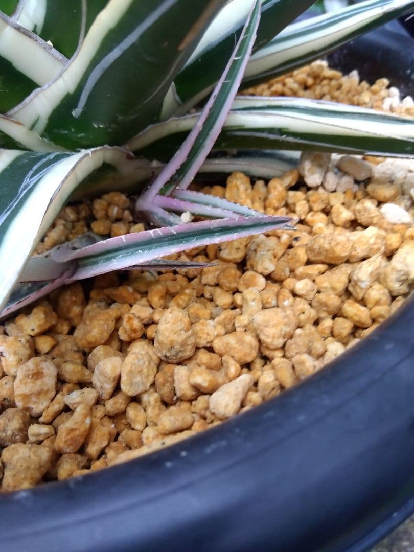 アガベ　氷山　特大28センチ❗子株3株つき❗　①