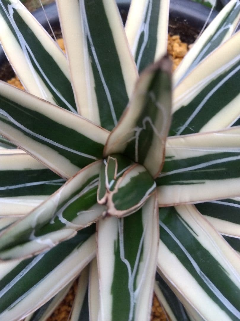 アガベ　氷山　特大28センチ❗子株3株つき❗　①