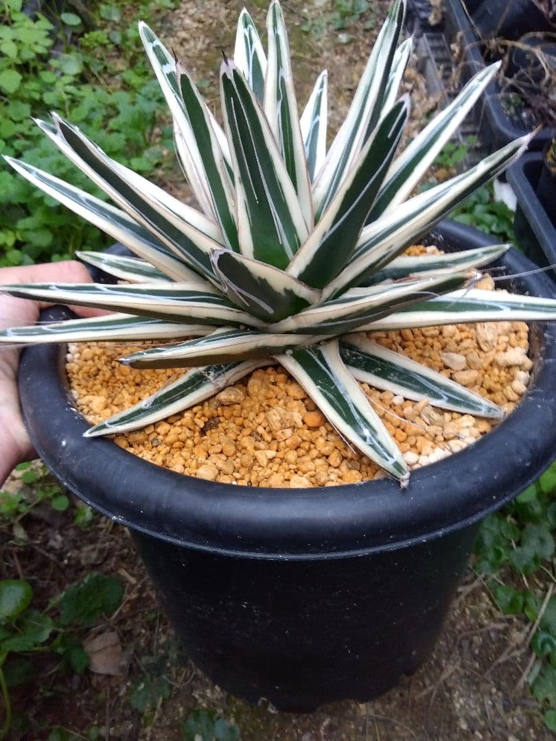アガベ　氷山　特大28センチ❗子株3株つき❗　①