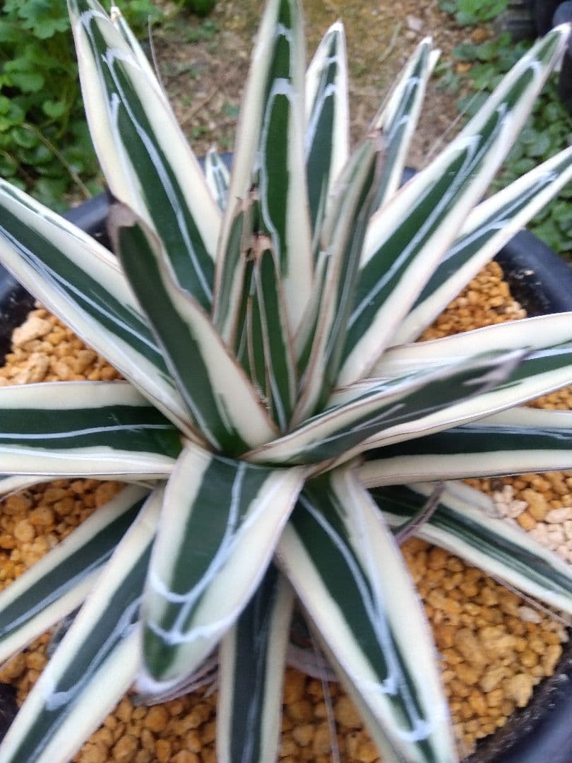 アガベ　氷山　特大28センチ❗子株3株つき❗　①