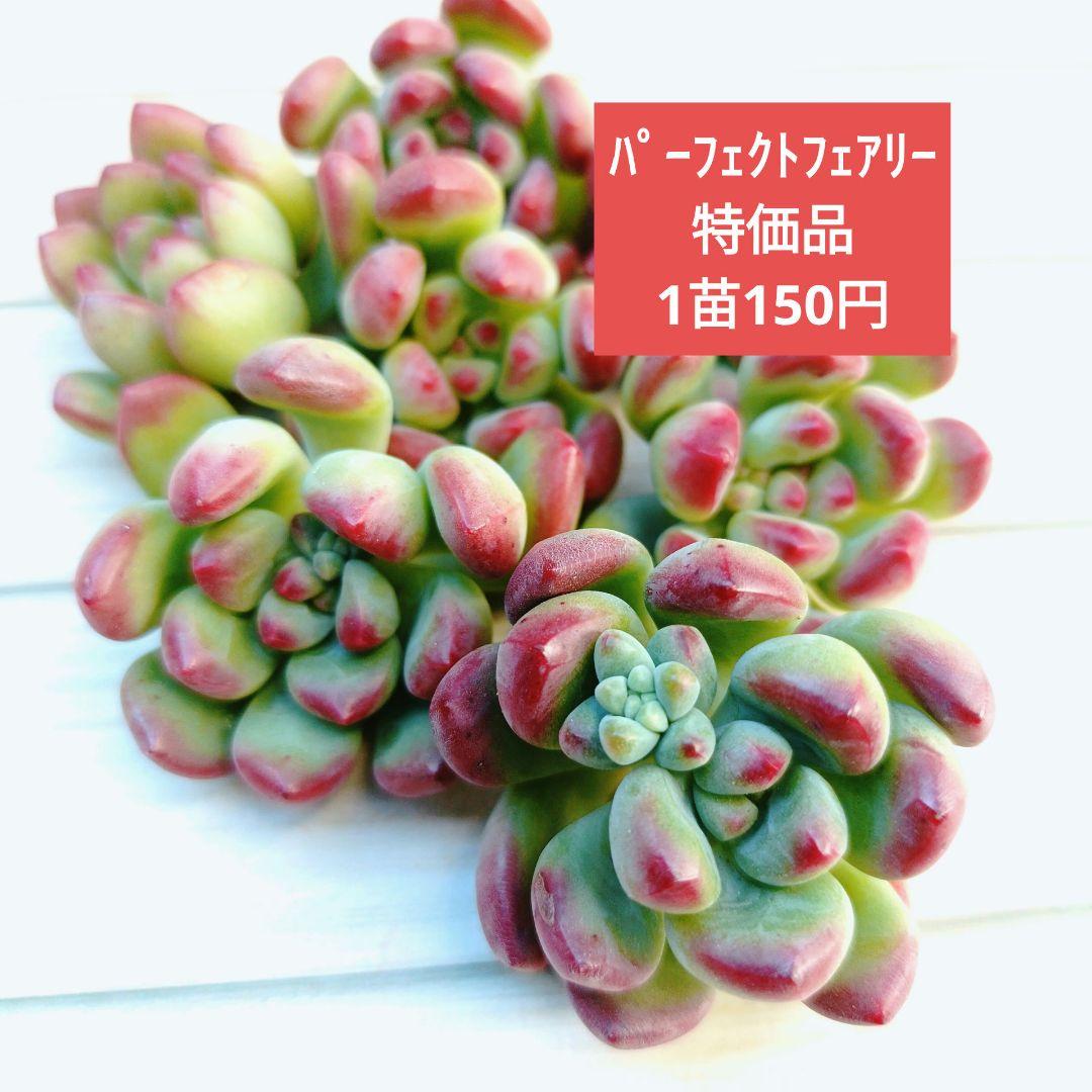 パーフェクトフェアリー　韓国苗　10苗