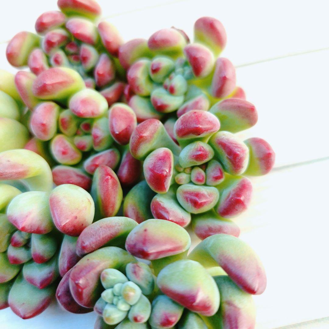 パーフェクトフェアリー　韓国苗　10苗