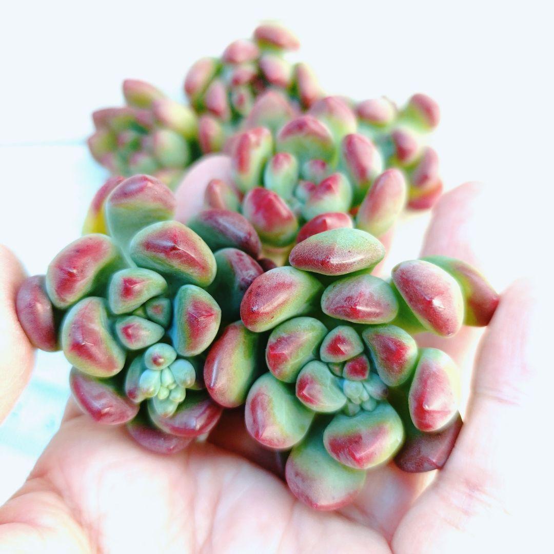 パーフェクトフェアリー　韓国苗　10苗