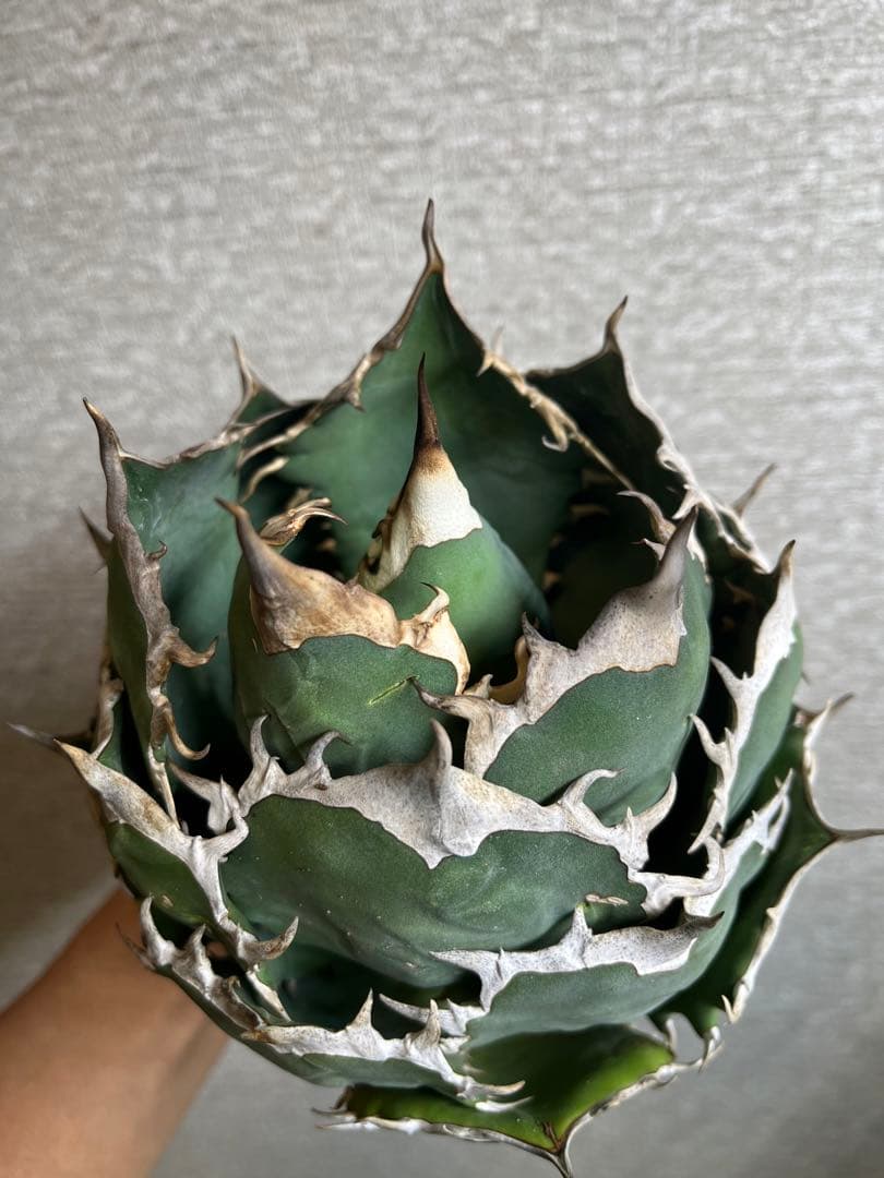 【コレクション株】ノーネーム　ボールタイプ　アガベ