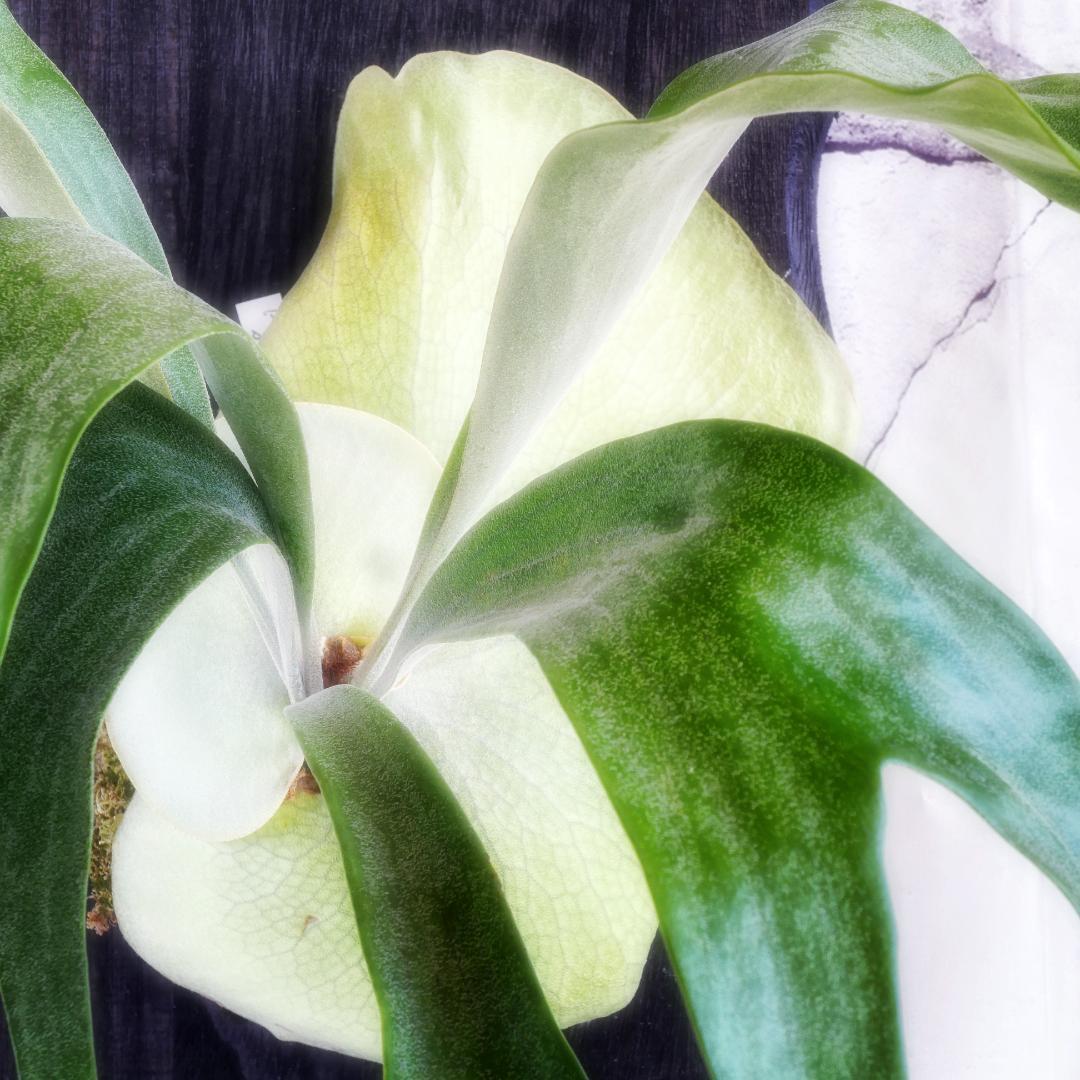 タフな子❣️ビカクシダ⭕️トンクラDW⭕️シャイングロリア　板M 　NZ産水苔