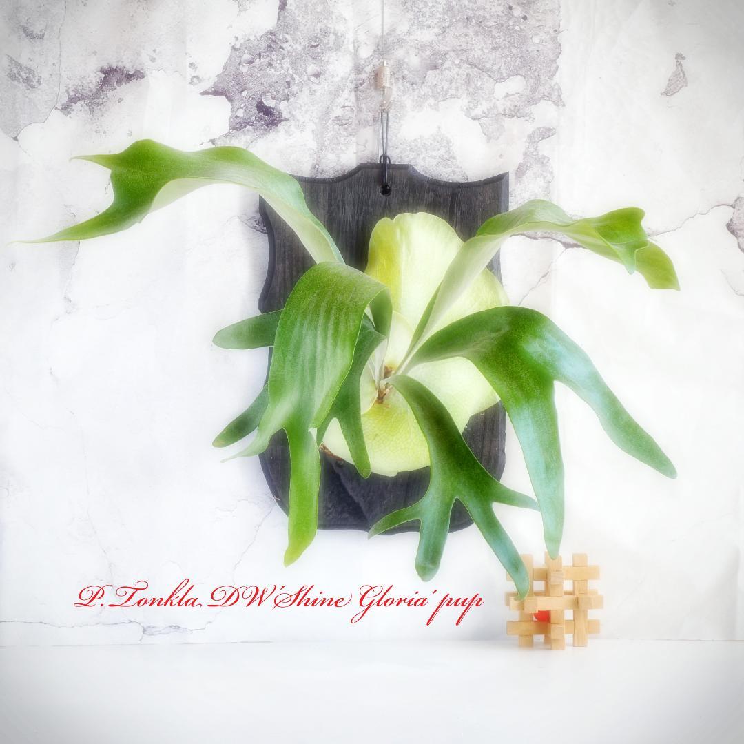 タフな子❣️ビカクシダ⭕️トンクラDW⭕️シャイングロリア　板M 　NZ産水苔