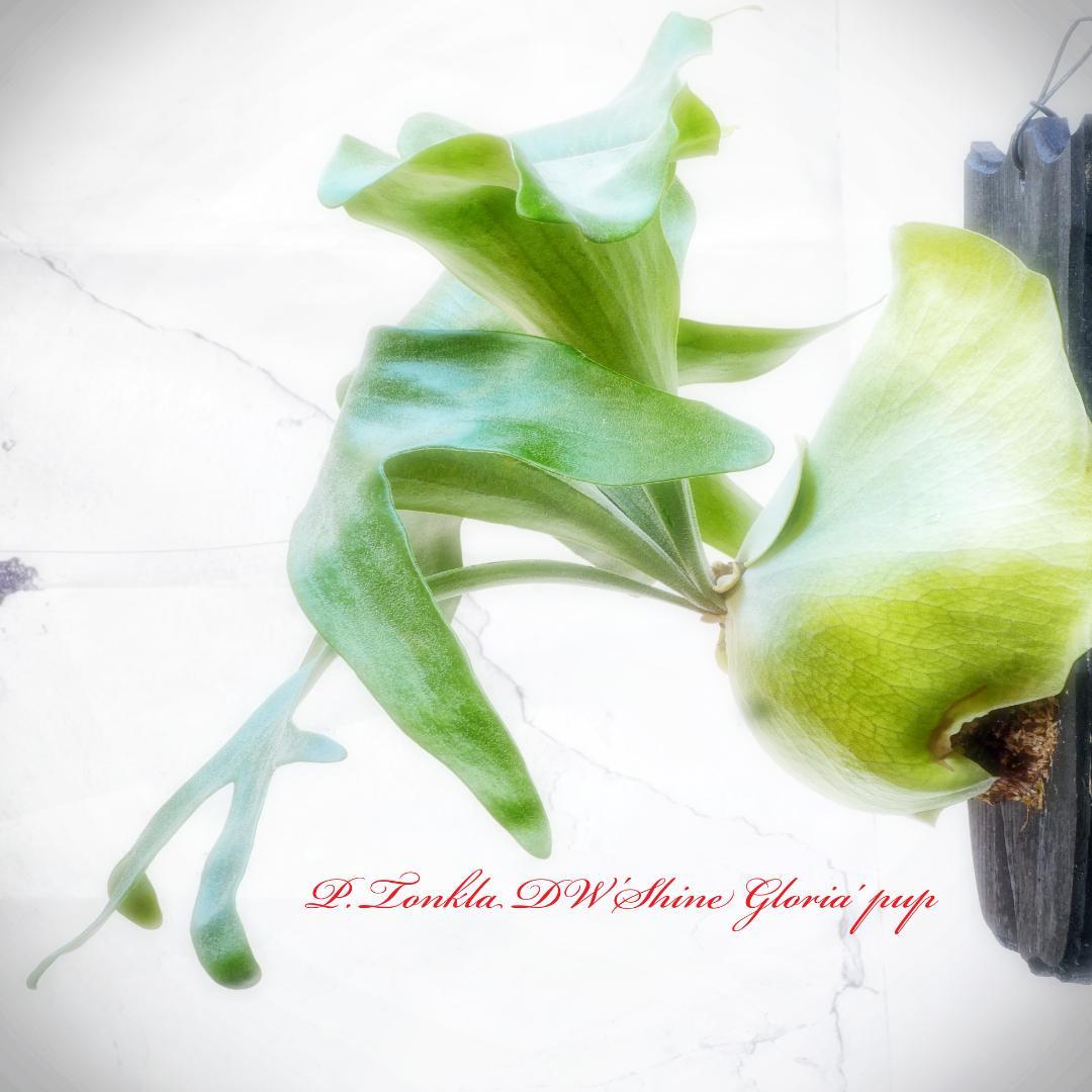 タフな子❣️ビカクシダ⭕️トンクラDW⭕️シャイングロリア　板M 　NZ産水苔