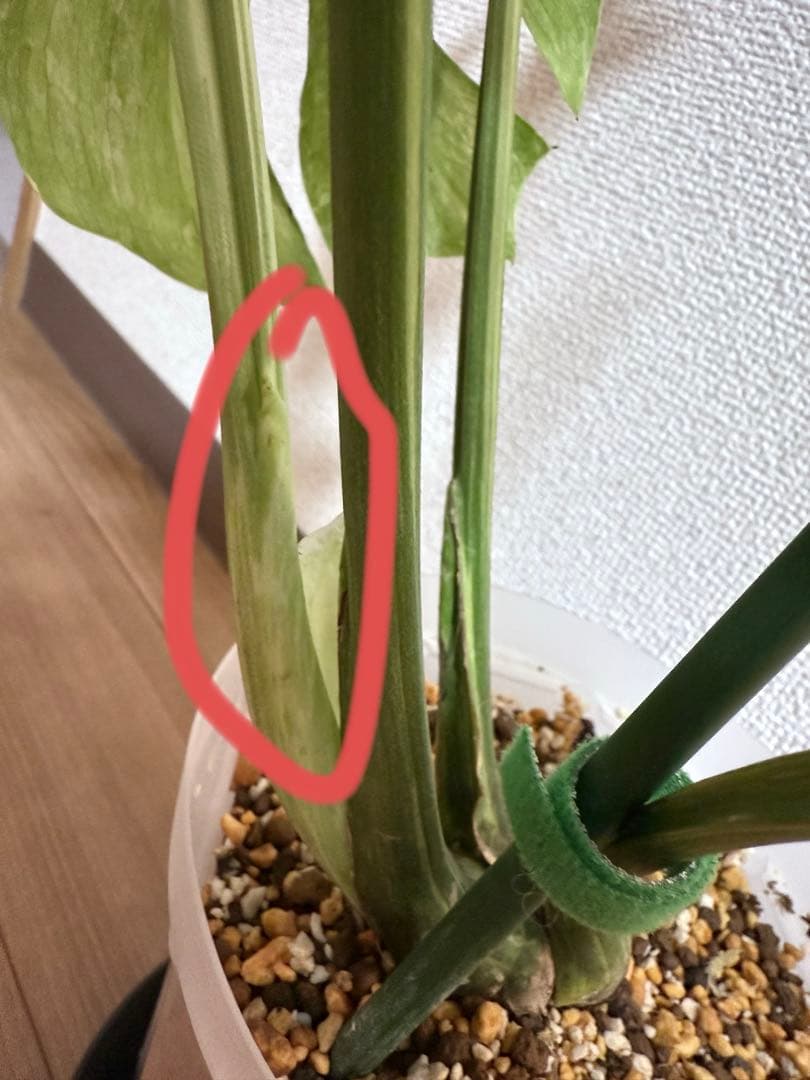 「超激レア」　モンステラ　デリシオーサ　オーシャンミント　本物　トップカット