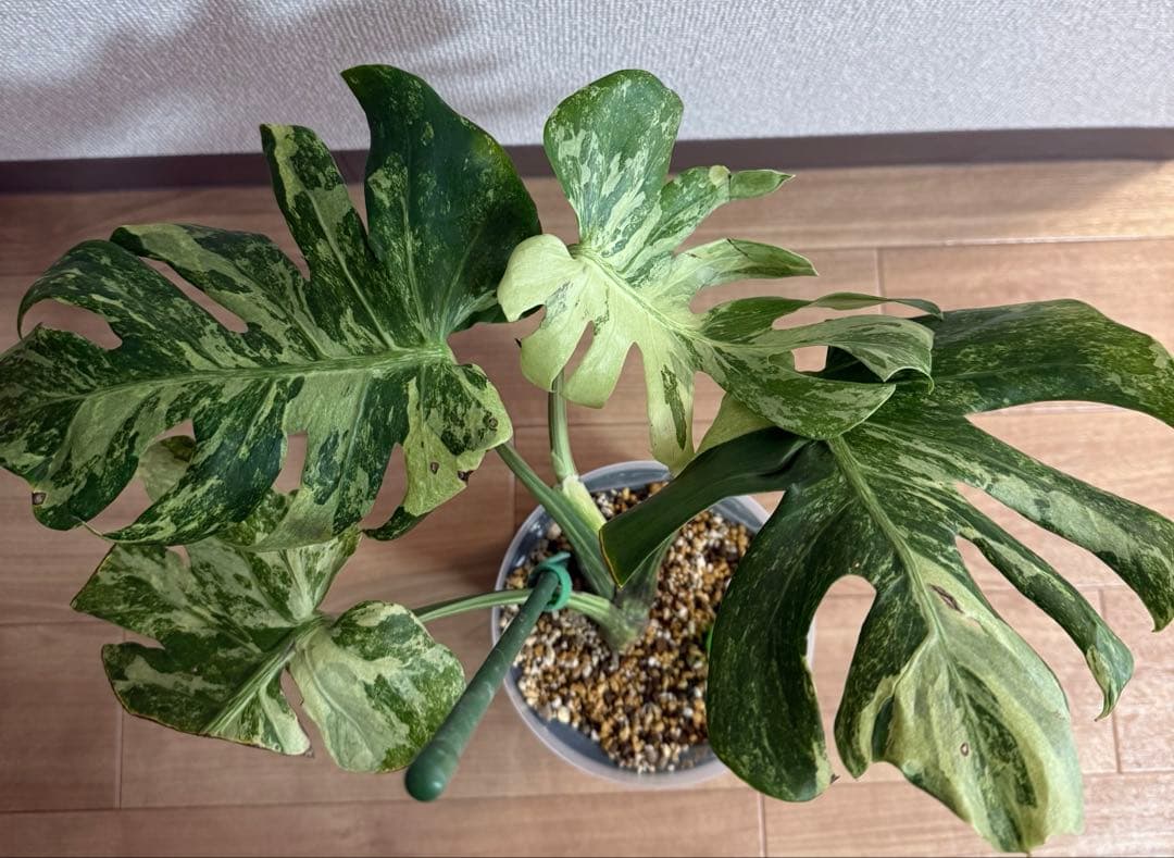 「超激レア」　モンステラ　デリシオーサ　オーシャンミント　本物　トップカット