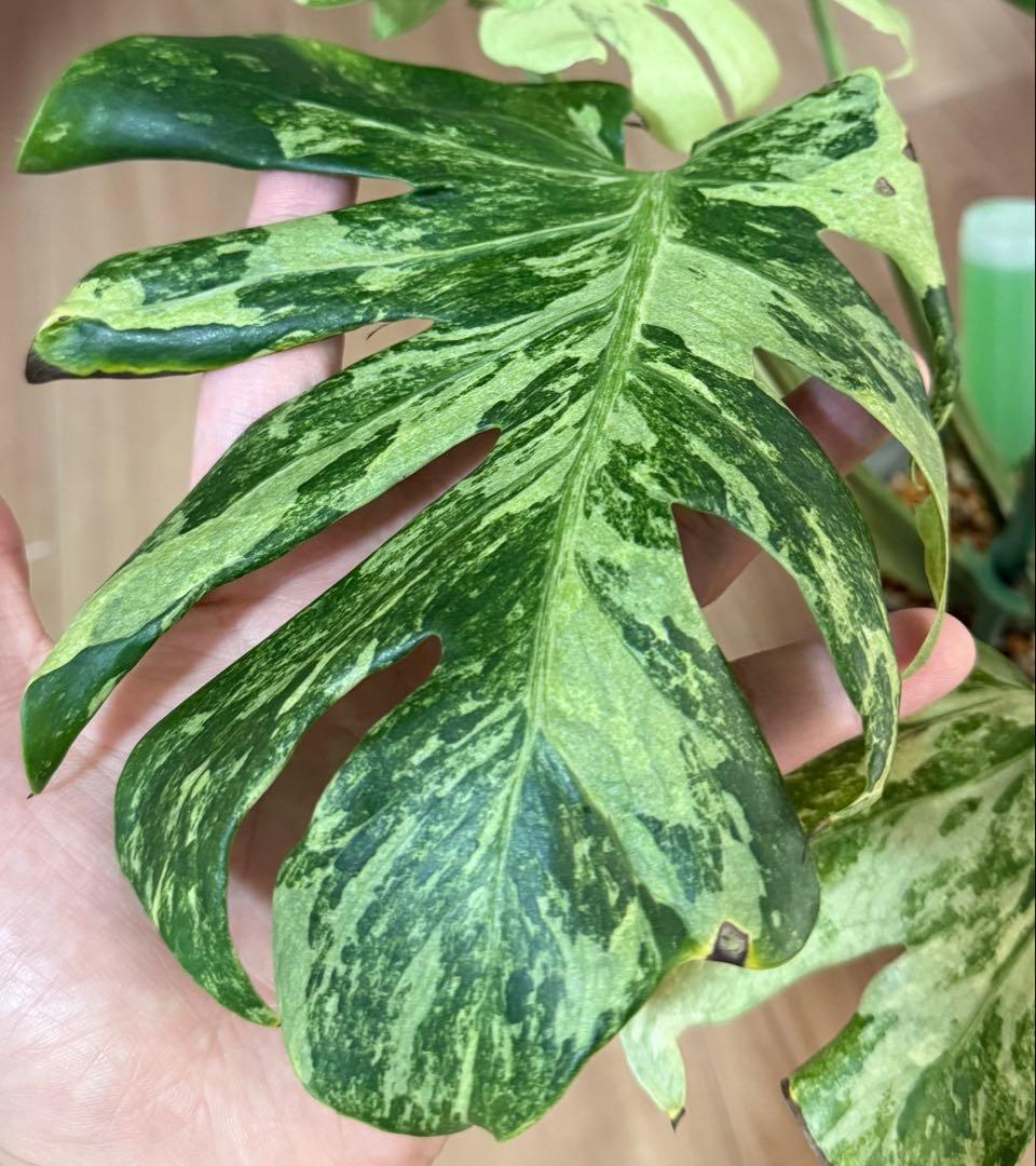 「超激レア」　モンステラ　デリシオーサ　オーシャンミント　本物　トップカット