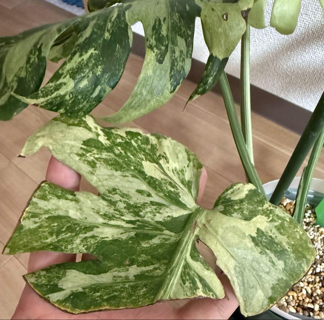 「超激レア」　モンステラ　デリシオーサ　オーシャンミント　本物　トップカット