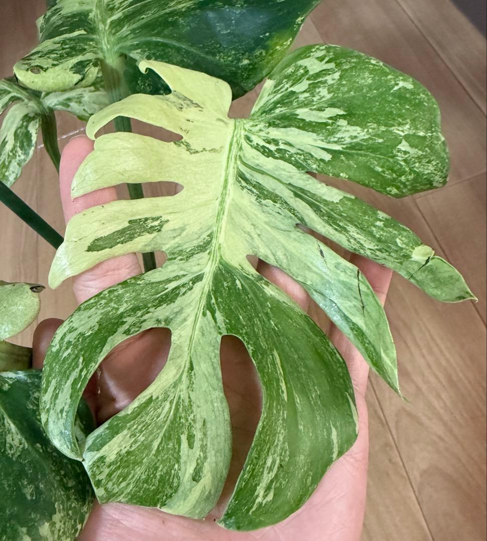 「超激レア」　モンステラ　デリシオーサ　オーシャンミント　本物　トップカット