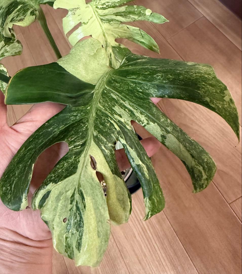 「超激レア」　モンステラ　デリシオーサ　オーシャンミント　本物　トップカット