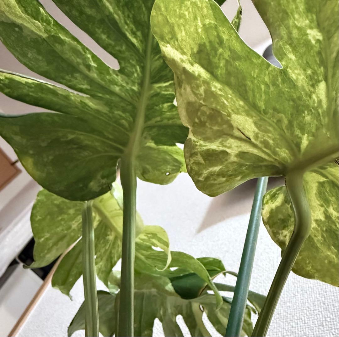 「超激レア」　モンステラ　デリシオーサ　オーシャンミント　本物　トップカット