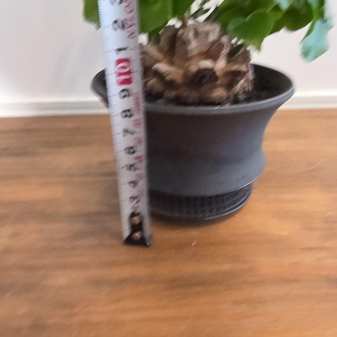 長谷川亀甲竜×SPICY GEM スパイシージェム 鶴仙園 スタッズポッド