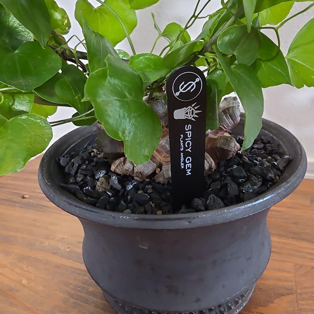 長谷川亀甲竜×SPICY GEM スパイシージェム 鶴仙園 スタッズポッド