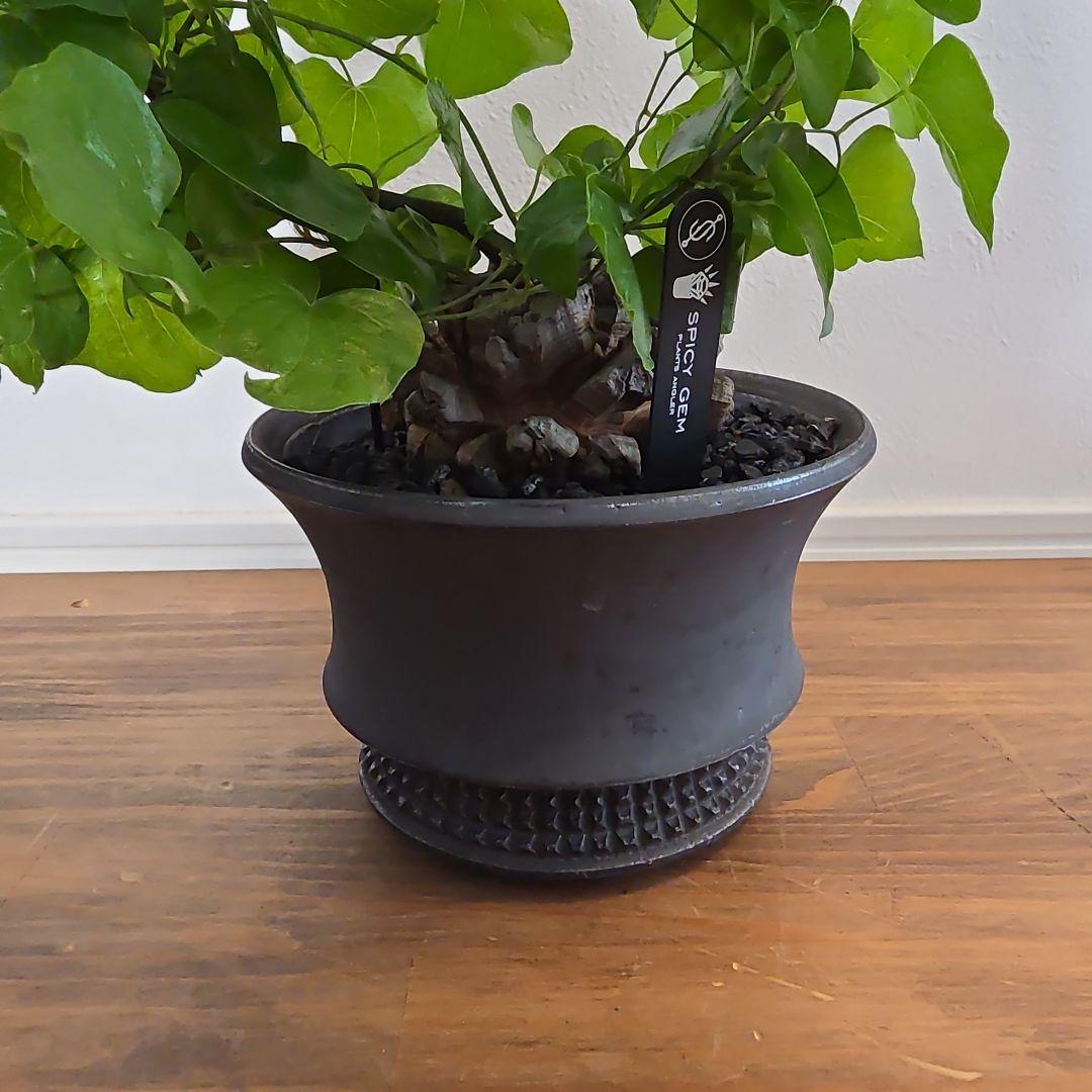 長谷川亀甲竜×SPICY GEM スパイシージェム 鶴仙園 スタッズポッド