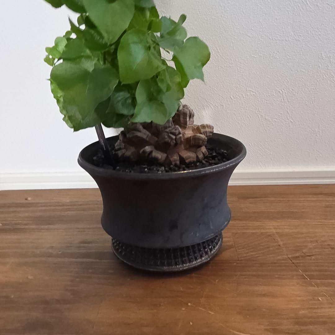 長谷川亀甲竜×SPICY GEM スパイシージェム 鶴仙園 スタッズポッド