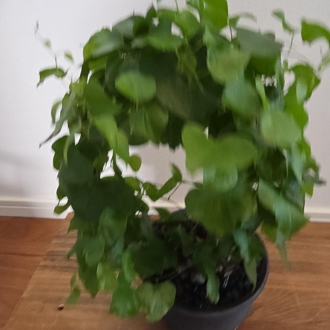 長谷川亀甲竜×SPICY GEM スパイシージェム 鶴仙園 スタッズポッド