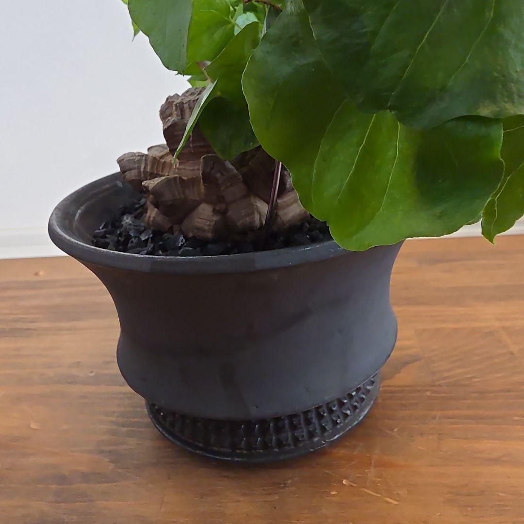 長谷川亀甲竜×SPICY GEM スパイシージェム 鶴仙園 スタッズポッド