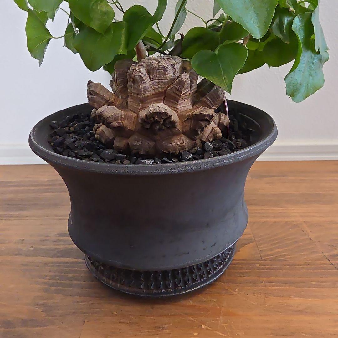 長谷川亀甲竜×SPICY GEM スパイシージェム 鶴仙園 スタッズポッド