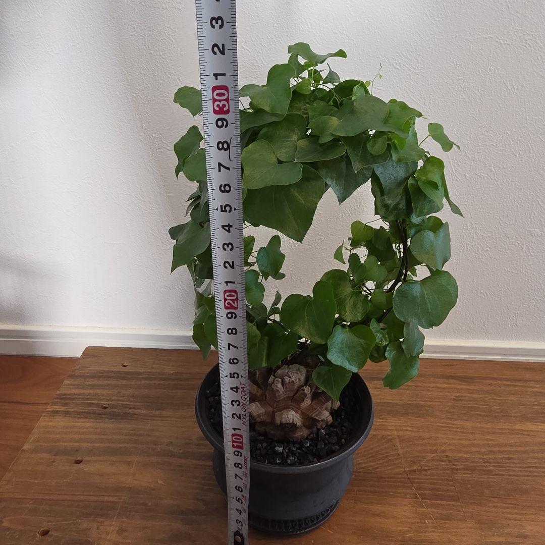 長谷川亀甲竜×SPICY GEM スパイシージェム 鶴仙園 スタッズポッド