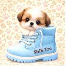 ☆受付☆シーズー No.A