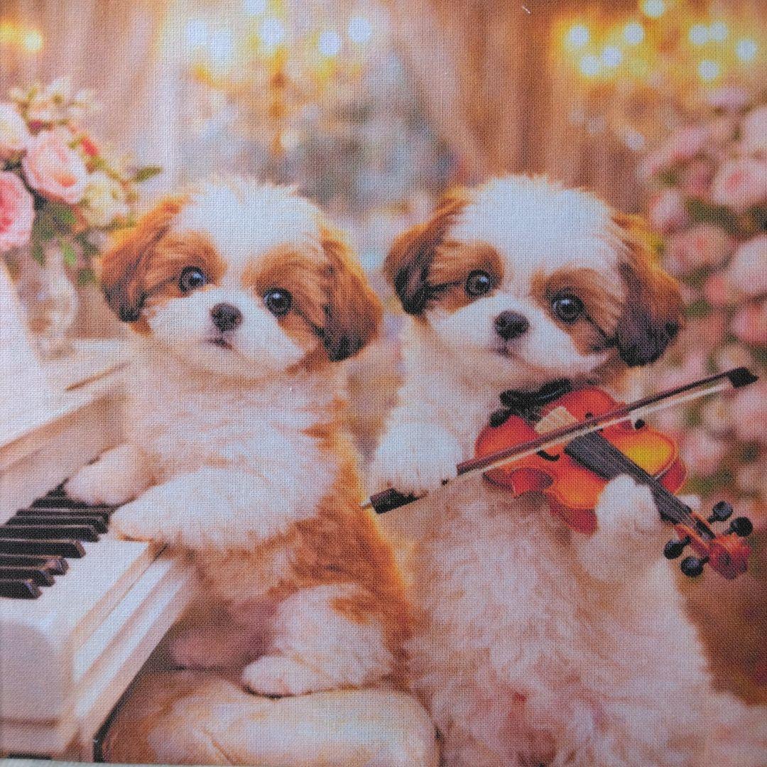 ☆受付☆シーズー No.A