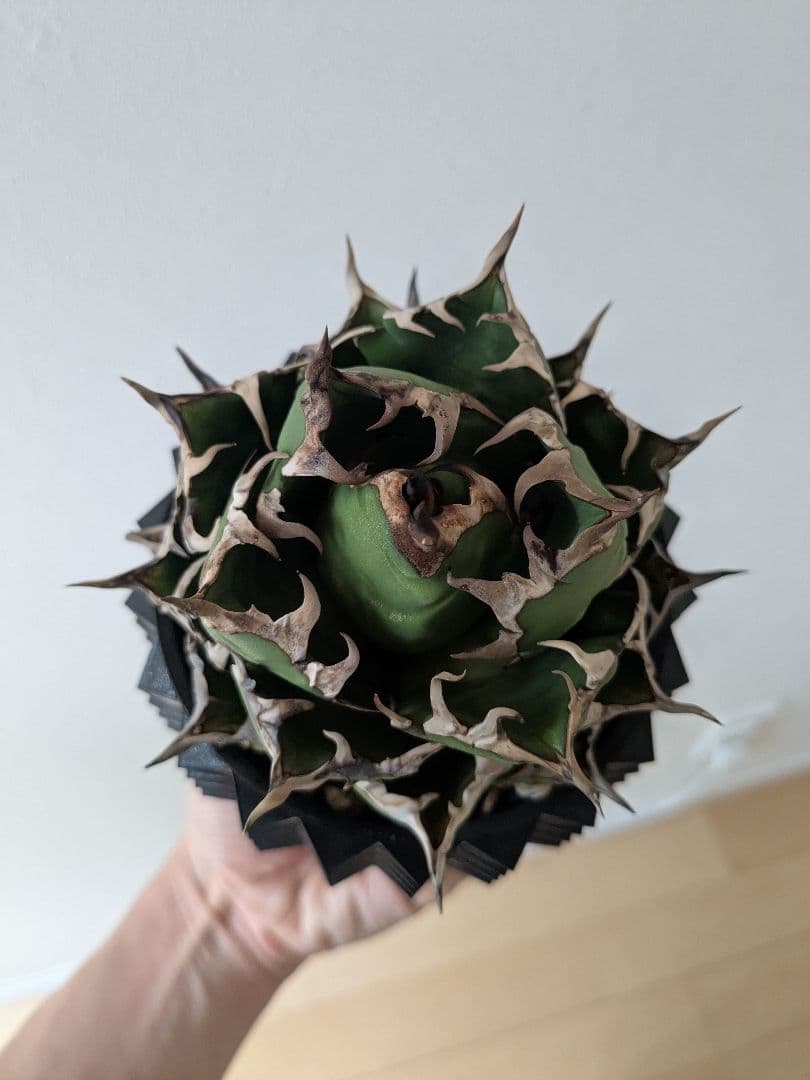 アガベチタノタ　姫厳竜　ボール型