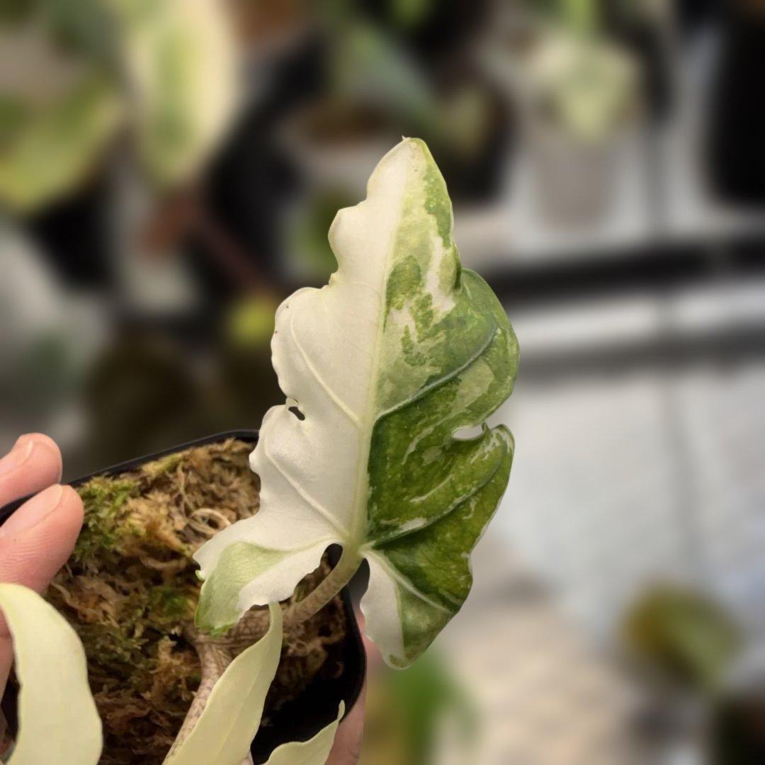 りく希少ブランキフォリア アルボ ニンジャフルミント芋