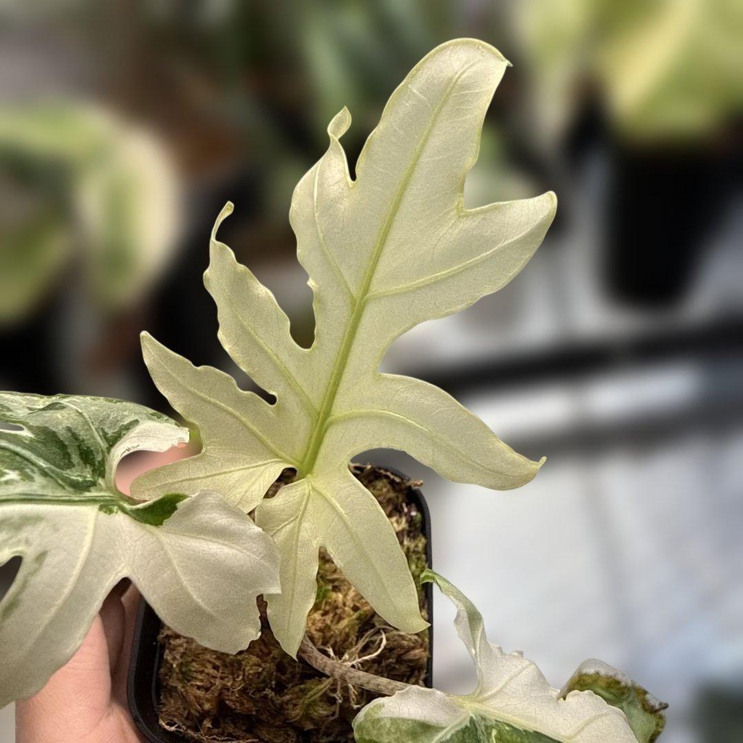 りく希少ブランキフォリア アルボ ニンジャフルミント芋