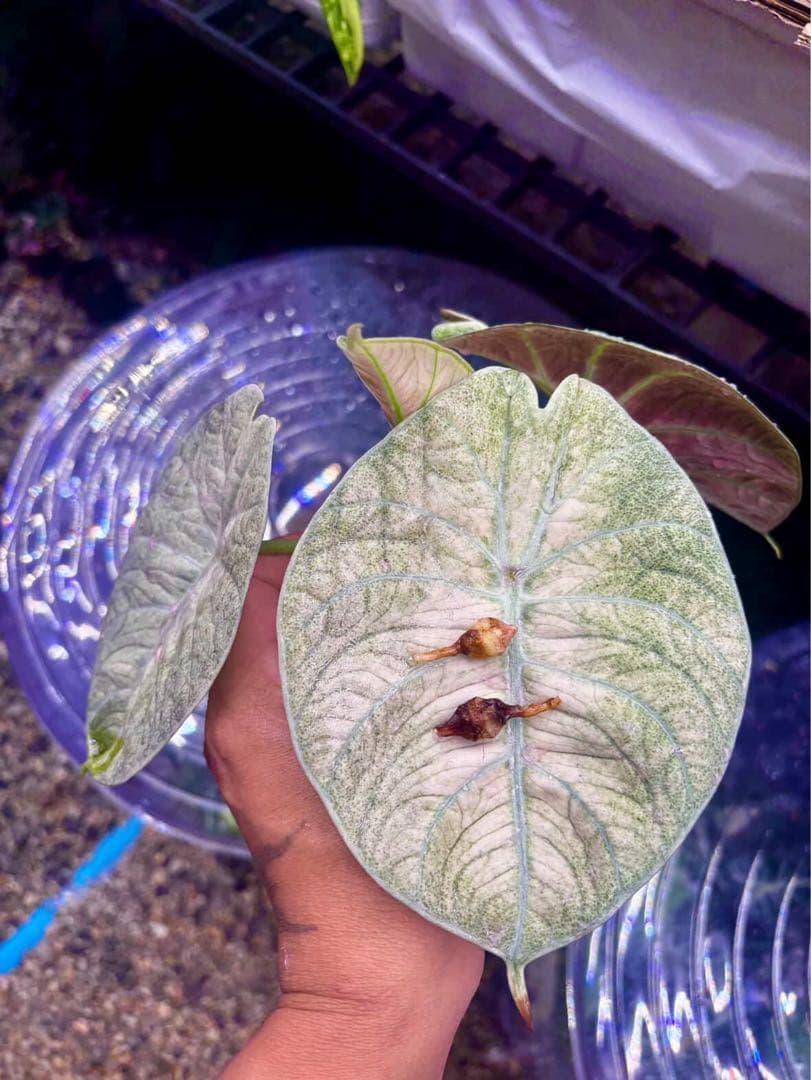 りく希少ブランキフォリア アルボ ニンジャフルミント芋