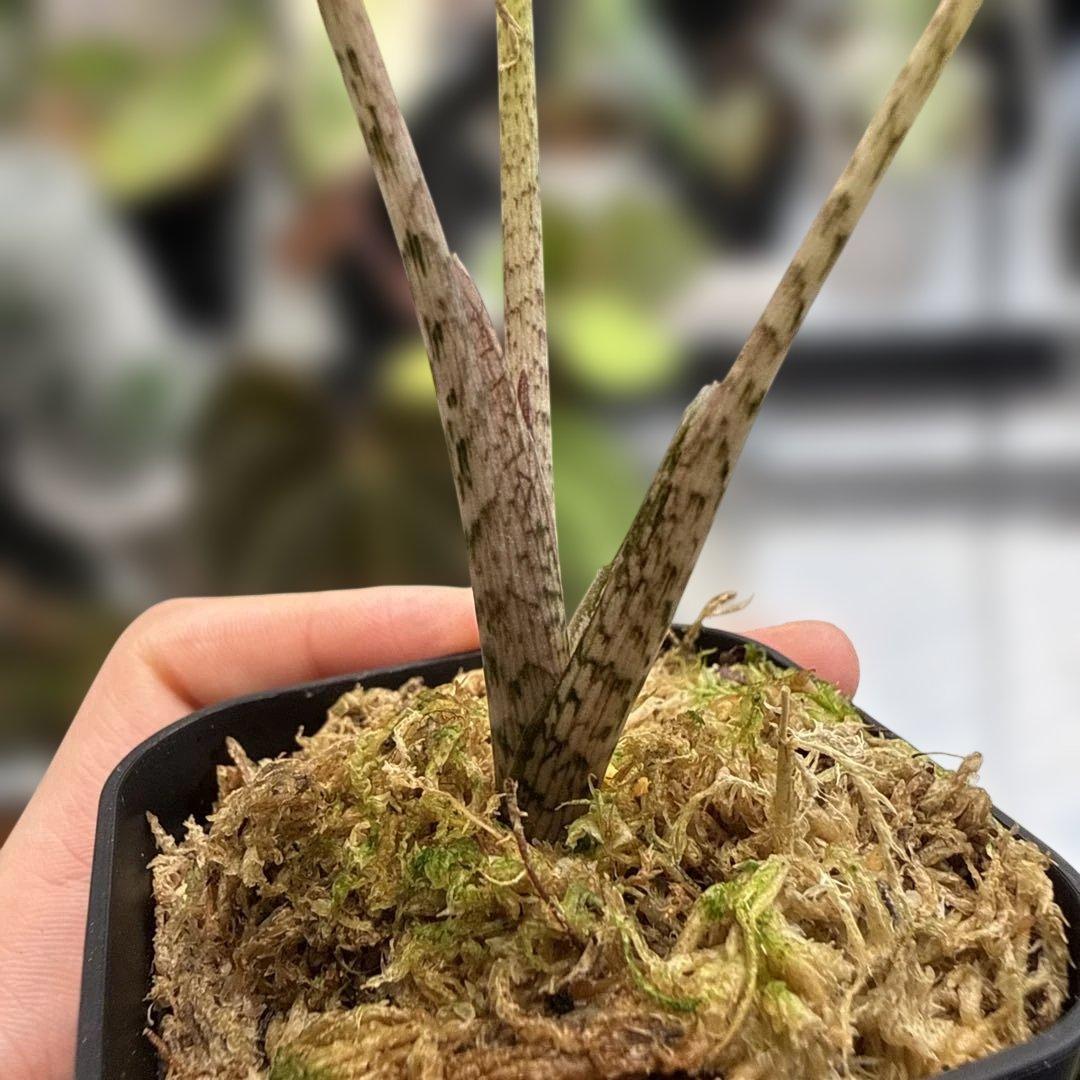 りく希少ブランキフォリア アルボ ニンジャフルミント芋