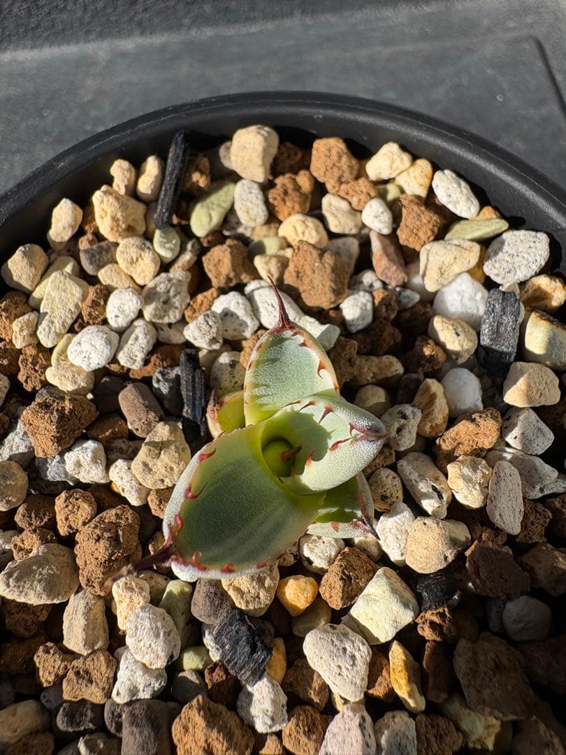 アガベ　トランカータ 〝オリザバ〟