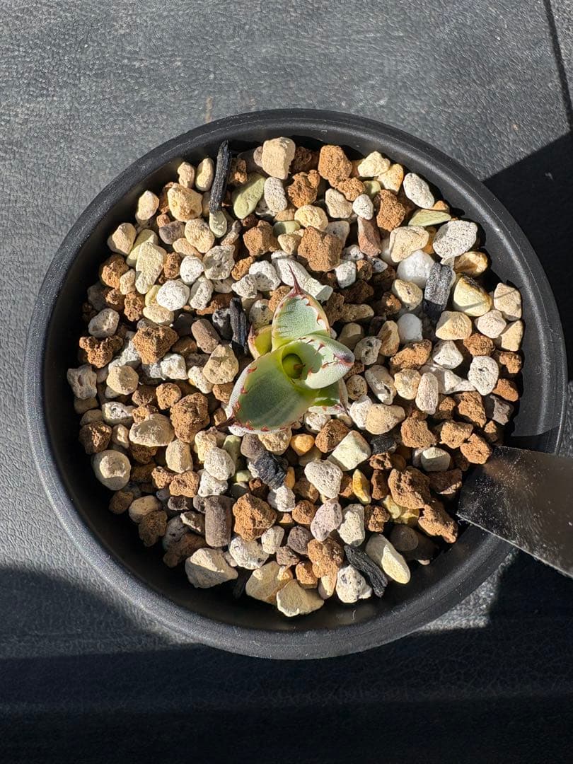 アガベ　トランカータ 〝オリザバ〟