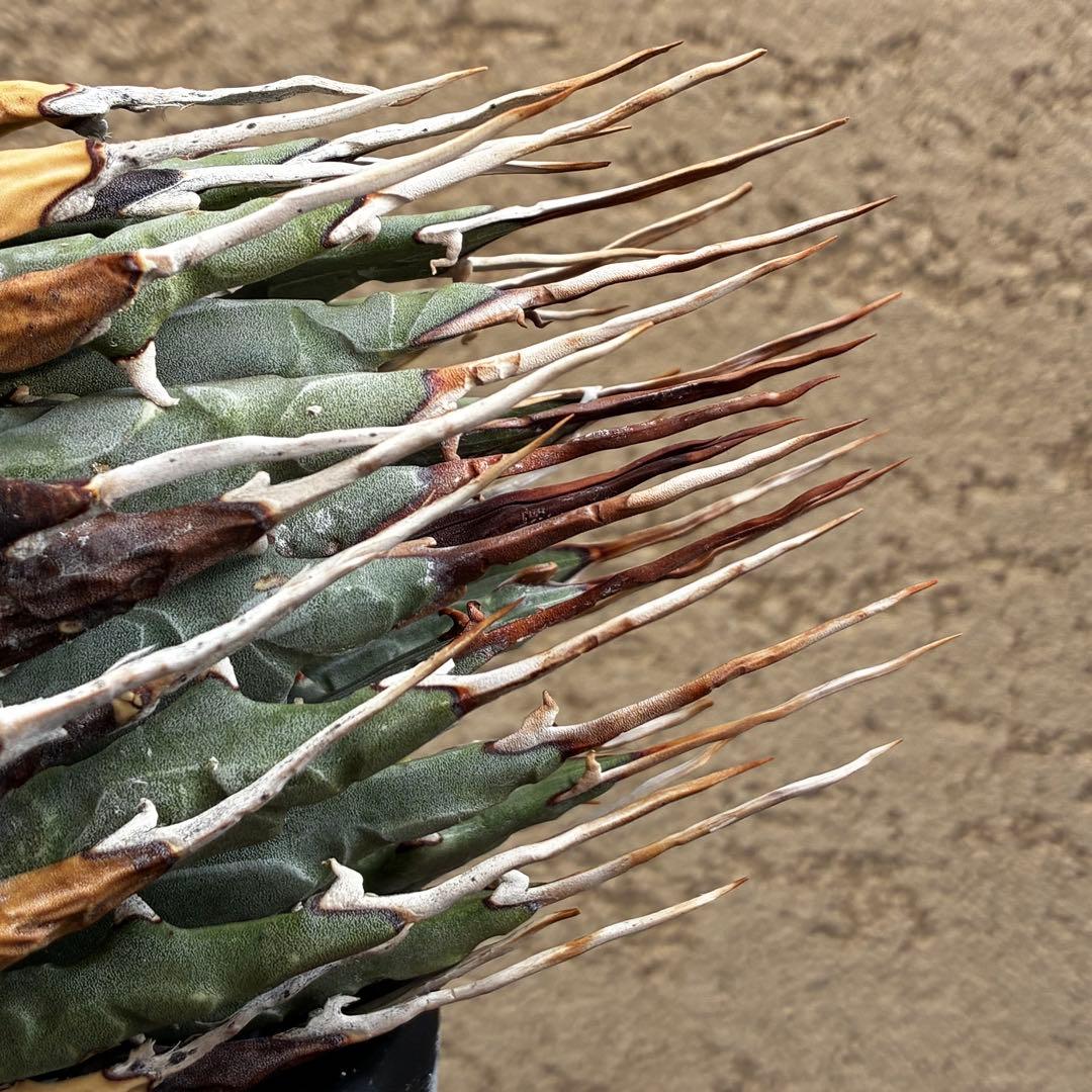 ★アガベ ユタエンシス エボリスピナ陽炎