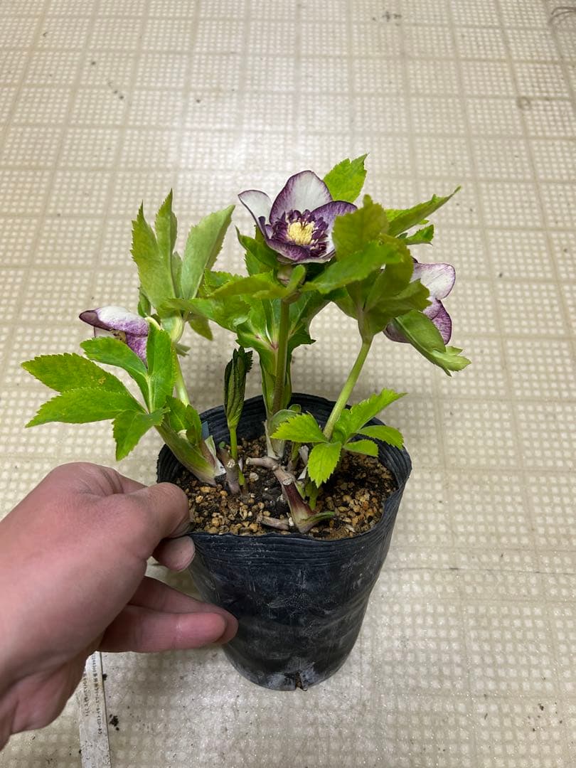 クリームゴールドイエローネクタリー交配 加藤農園 クリスマスローズ 同梱可能