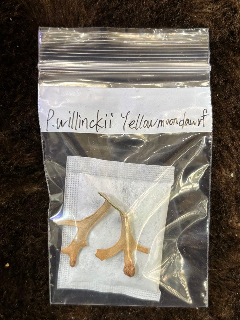 P.willinckii Yellowmoon dwarf 胞子