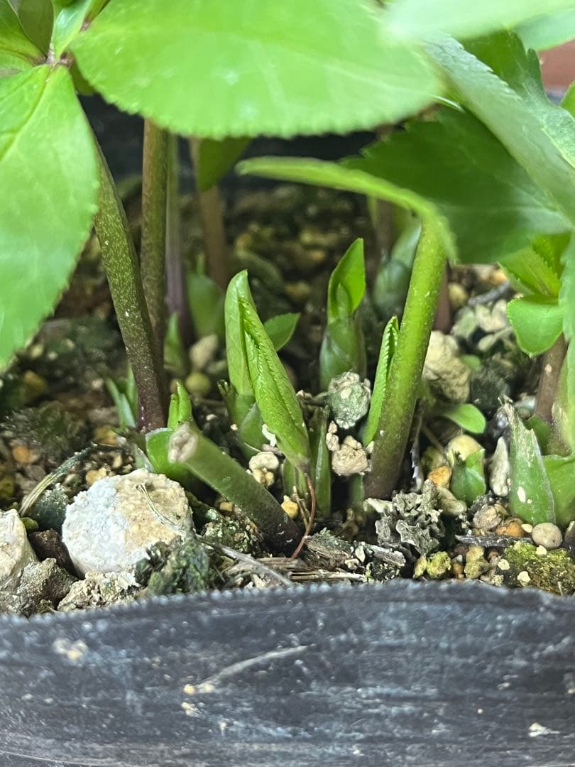 クリスマスローズ　ベビードール　横山園芸