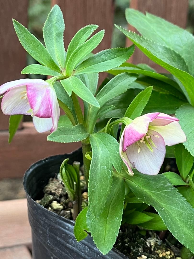 クリスマスローズ　ベビードール　横山園芸