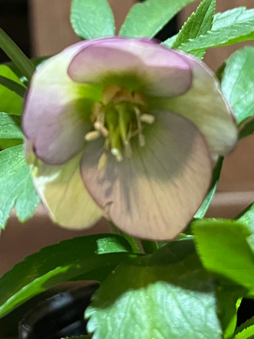 クリスマスローズ　ベビードール　横山園芸